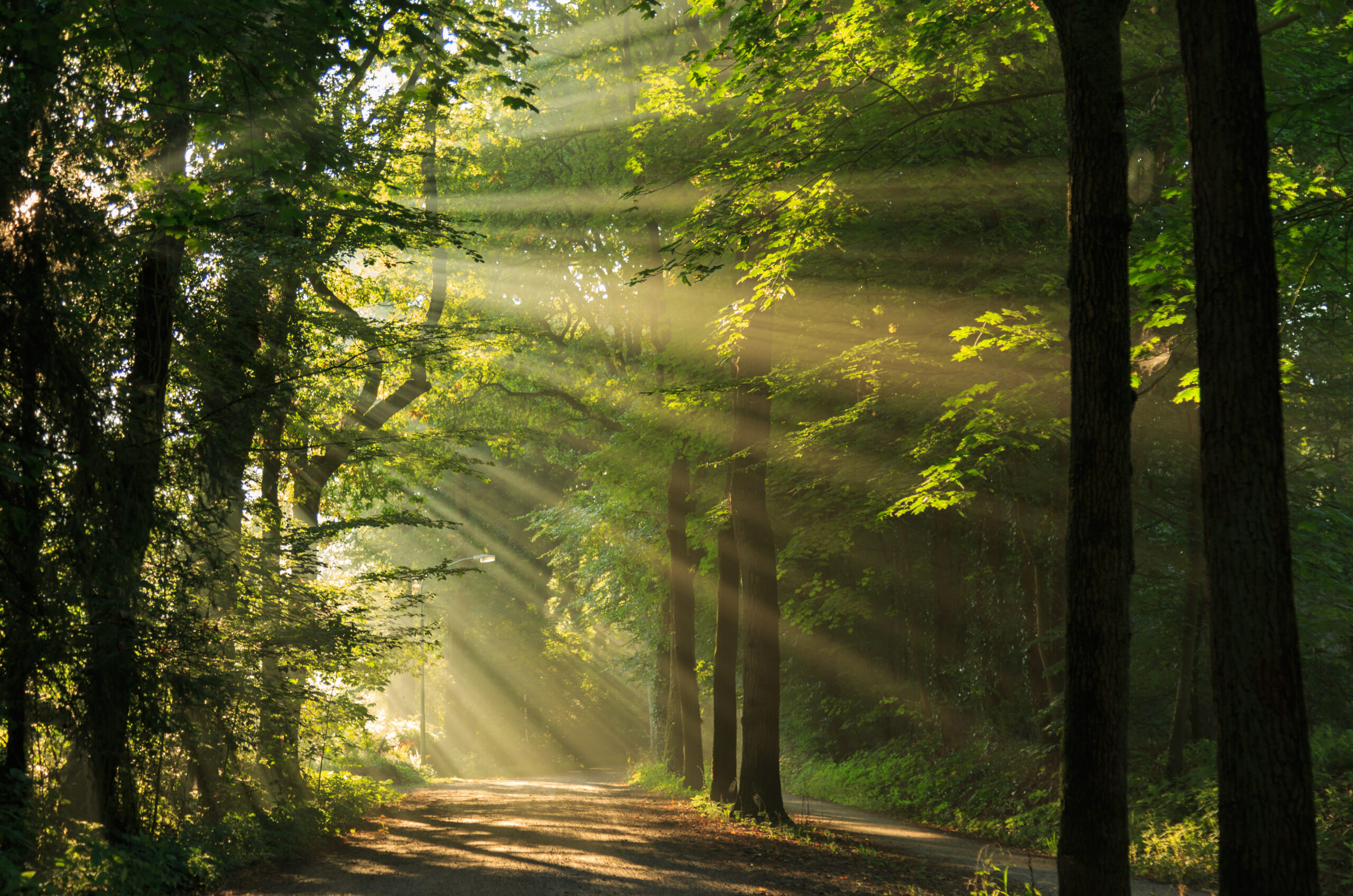 Sun rays shining through the trees