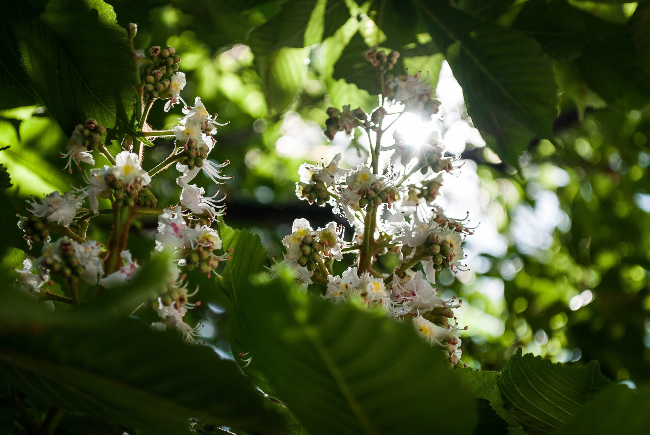 White flowers in trees