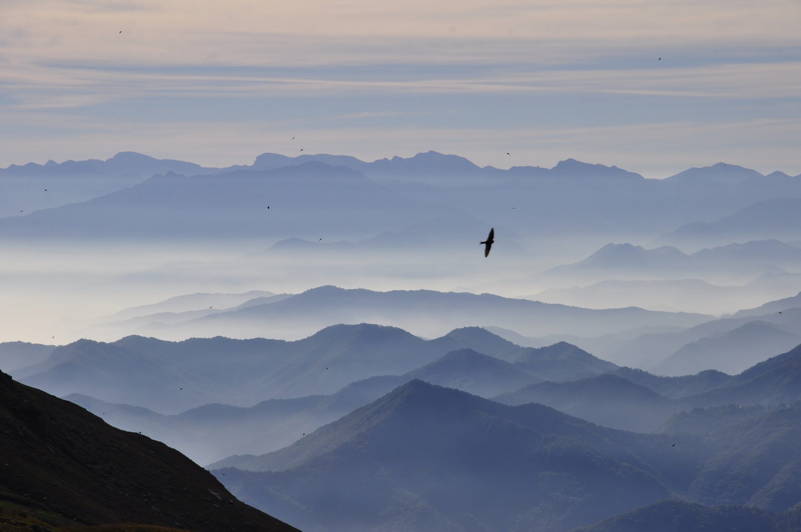 Hawk flying over the blue ridge mountains