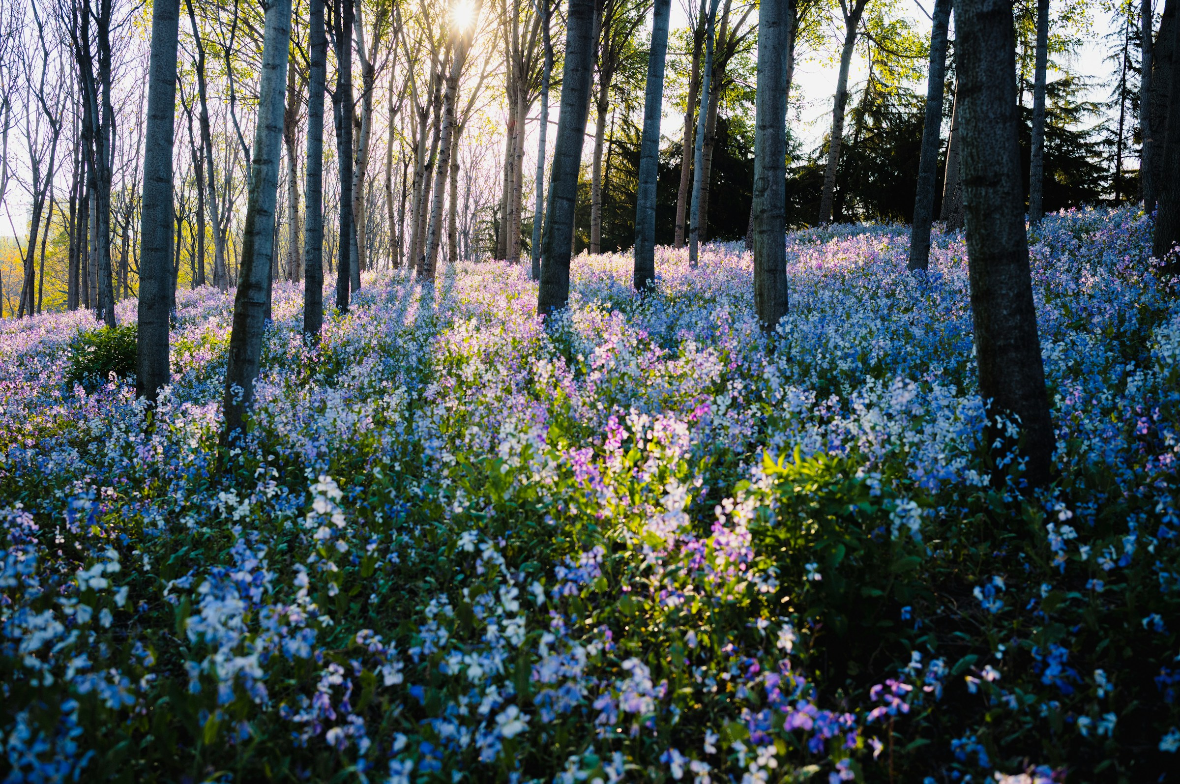 Field of flowers in the sunlight